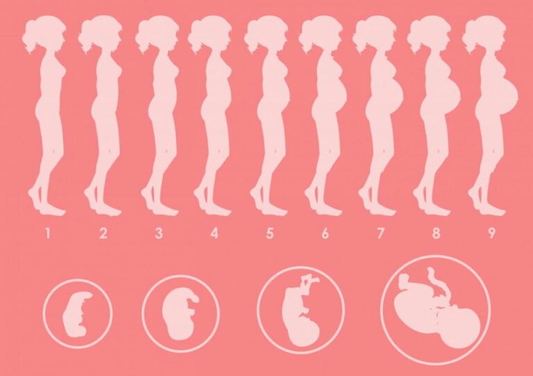 As Posições do Bebê na Barriga Durante a Gestação
